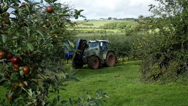 Apple collection Thatchers orchard Midsomer Norton and Radstock Journal August 20