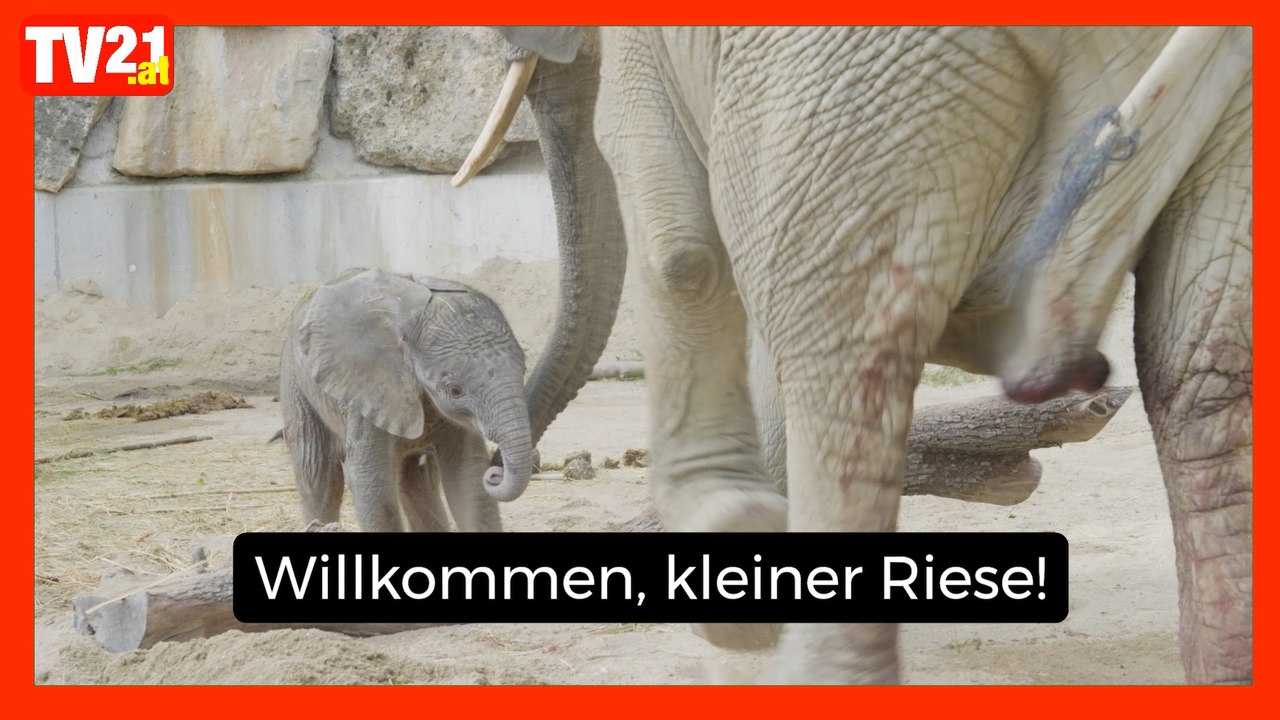Willkommen, kleiner Riese! Elefantenkalb im Tiergarten Schönbrunn geboren