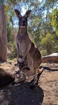 Kangaroos only in Australia 🇦🇺