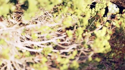 Os animais mais fofos do mundo N•208