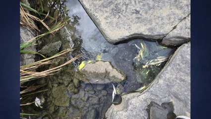 수원천 물고기 500여마리 집단 폐사..."페인트 오염수 원인 추정" / YTN