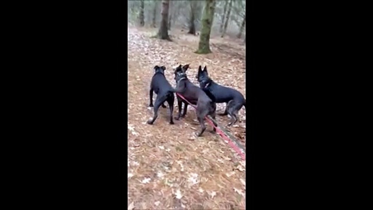 Un de ses chiens est vraiment un gros faineant