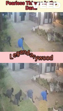 Fearless Thieves in the Dark | Dogs are the best protection | Thieves VS Dogs | Midnight Thieves