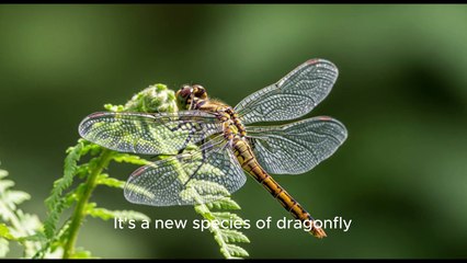The Enigma of the Winged Dragon: A Tiny Insect That Rewrote Dinosaur History