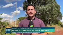 Criação de tilápia cresce em Minas Gerais