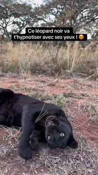 Ce léopard noir va t’hypnotiser avec ses yeux ! 👀