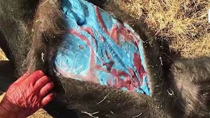 CERDOS CARNE AZUL