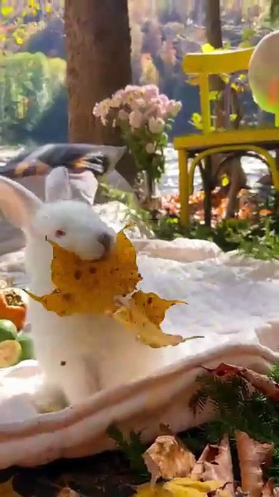 Hop Into Knowledge: 5 Amazing Things About Rabbits