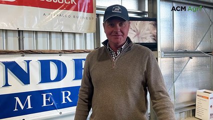 Buyers chase industry-leading figures at Kiandra Poll Merino sale