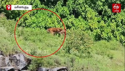 “புலி உறுமுது... புலி உறுமுது...” நீலகிரியில் வீடுகள் அருகே சுற்றித்திரியும் புலி; பீதியில் மக்கள்!
