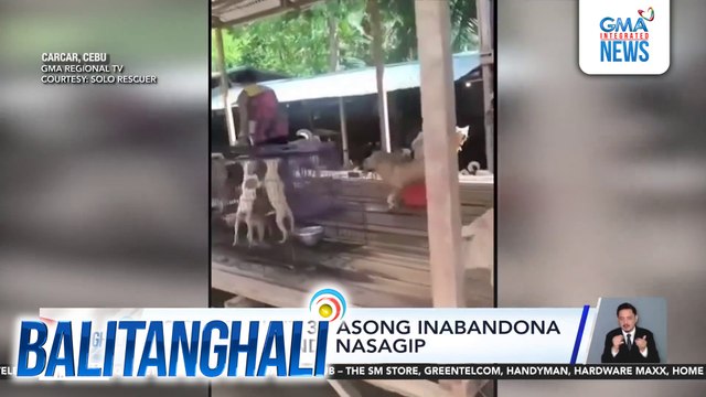 12 sa mahigit 30 asong inabandona sa Shell Island, nasagip | Balitanghali