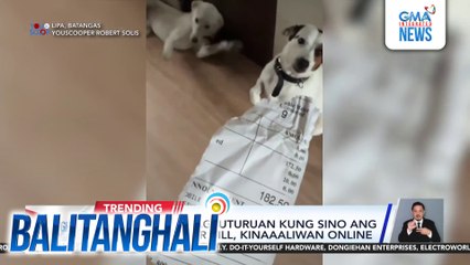2 asong tila nagtuturuan kung sino ang sumira sa water bill, kinaaaliwan online | Balitanghali