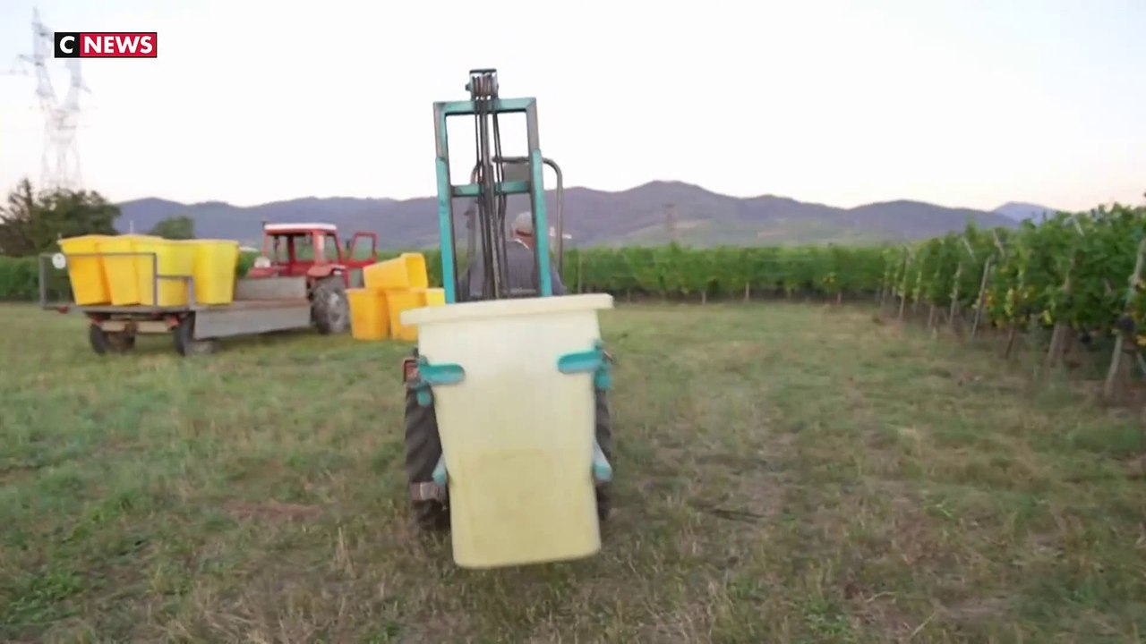 Alsace : des vendanges précoces qui inquiètent