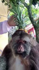 Give xingxing a helmet #monkey #monkey #xingxing #cute #lovely