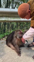 Grandma fed Xingxing some milk.#monkey #monkey #xingxing #cute #lovely