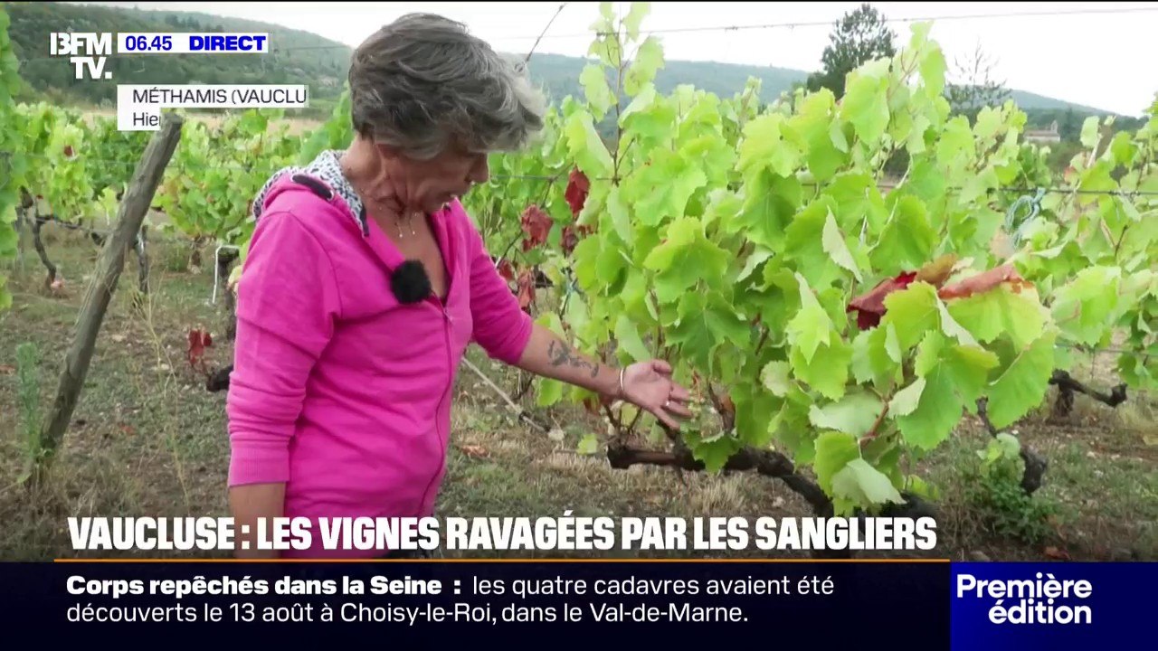 Vaucluse: les dégâts dans les vignes causés par les sangliers