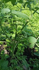tomato plants in my field