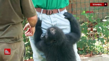 İstanbul’da bulunan yavru goril Zeytin Nijerya’ya gönderiliyor
