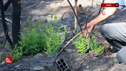 Hatay'da küle dönen bölgede kendiliğinden fidanlar yeşerdi