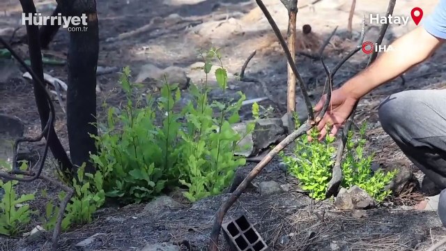 Orman yangınında küle dönen bölgede kendiliğinden fidanlar yeşerdi