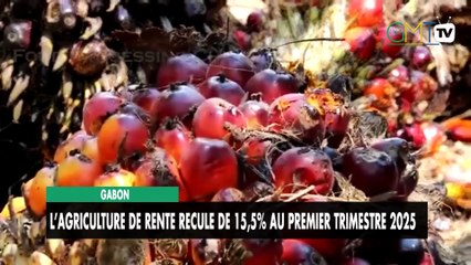 [#Reportage] Gabon : l’agriculture de rente recule de 15,5% au premier trimestre 2025