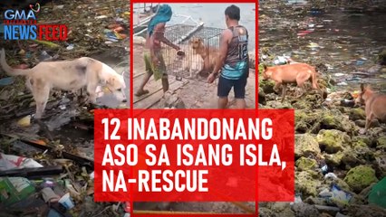 12 inabandonang aso sa isang isla, na-rescue | GMA Integrated Newsfeed