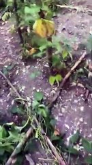 Aç kalan ayı bahçeye zarar verdi