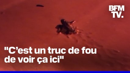 58 bébés tortues nés sur une plage varoise