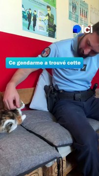 Un chaton sauvé par des gendarmes de Côte-d'Or devient la star d'une brigade