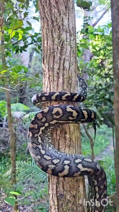 python climbing a tree