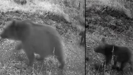 Bolu'da anne ayı ve 3 yavrusu görüntülendi