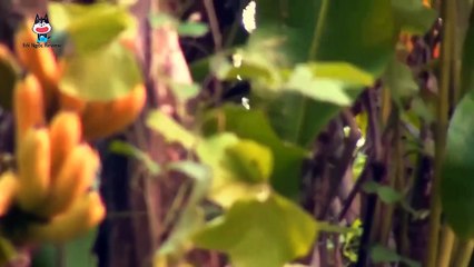 Thử Thách 21 Ngày- Ông Lão Cùng Với 1 Cô Gái Xinh Đẹp Quyết Giành 100.000 Đô