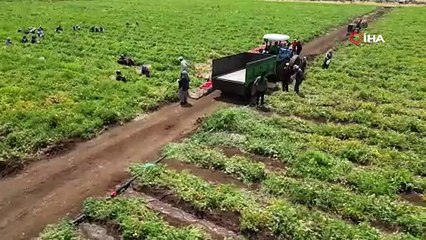 Türkiye'nin kırmızı altını ortaya çıktı; dünyanın dört bir yanına ihraç edilecekler!