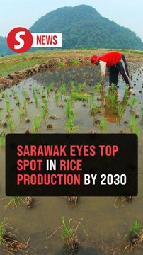 Sarawak could replace Kedah as country's 'rice bowl' by 2030, Dewan Rakyat told