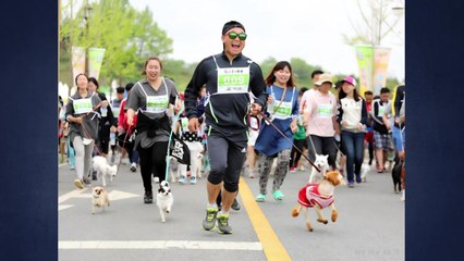 [서울] 서울시, 반려견과 보호자를 위한 제1회 '도그 스포츠대회' 개최 / YTN
