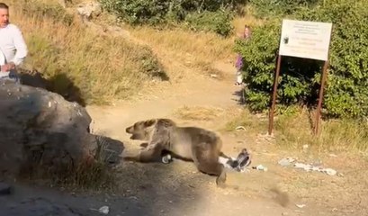 Kucağında bebekle ayı saldırısına uğradı
