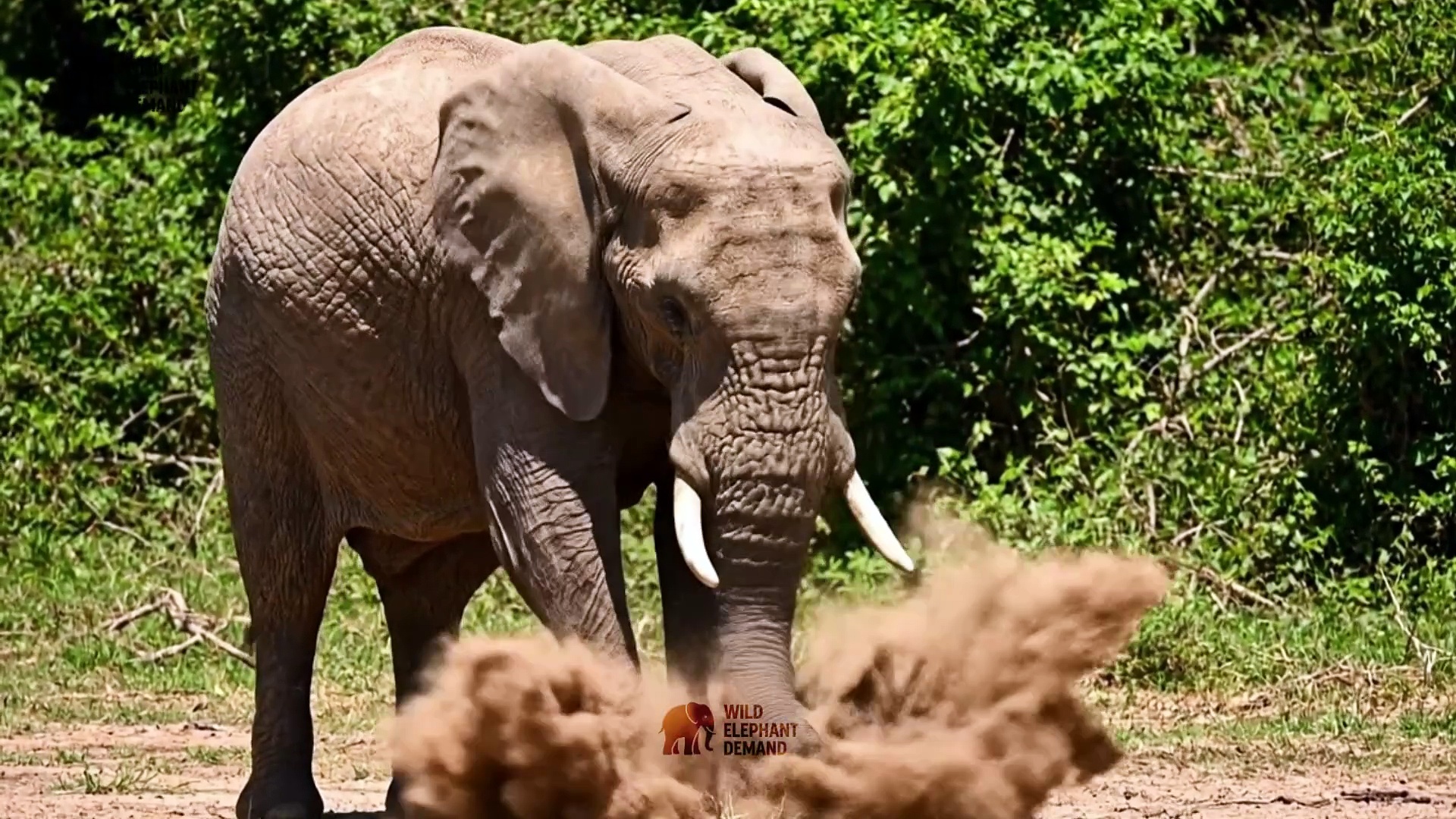 Wild Elephant Attacks & Jungle Survival 🐘🌿
