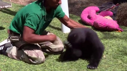 Спасенная в Турции маленькая горилла Зейтин возвращается домой