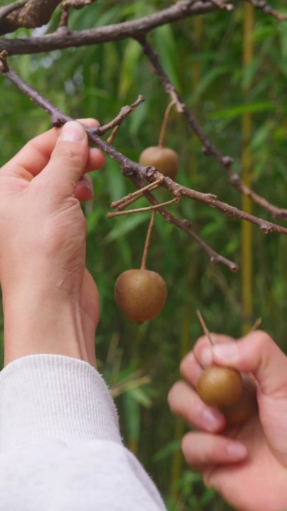 How to make sweet delicious toffee from kiwi in the mountains 😍Rural Lifestyle Rural Village Life Countryside Food Cooking