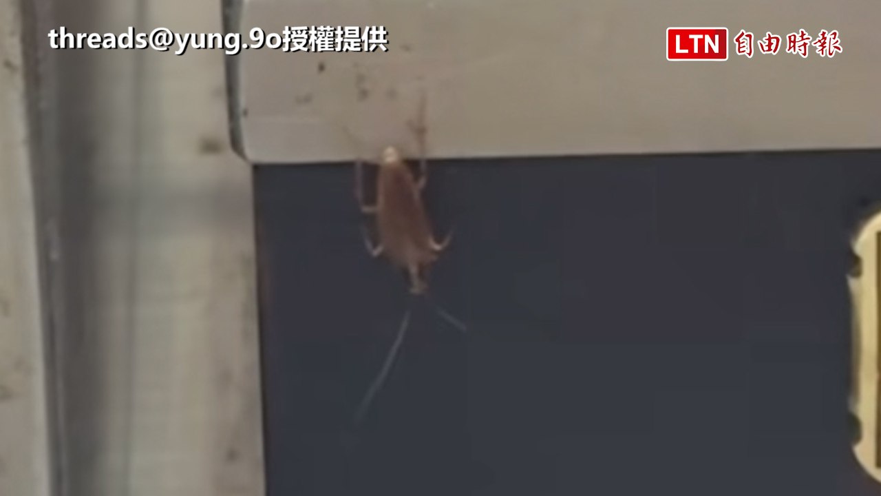 高雄興隆居分店小強「開趴」衛生局稽查當場撞見...將開罰（threads@yung.9o授權提供/高雄市衛生局提供）