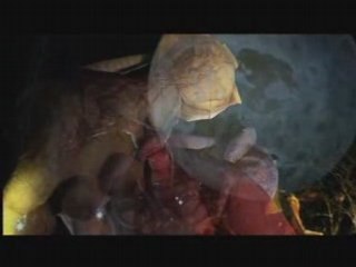 PLASTICIENS VOLANTS pecheurs de lune