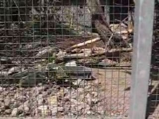 Parc des oiseaux 013