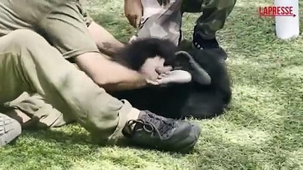 Istanbul, giovane gorilla salvato dalla stiva di un aereo: le immagini del suo recupero