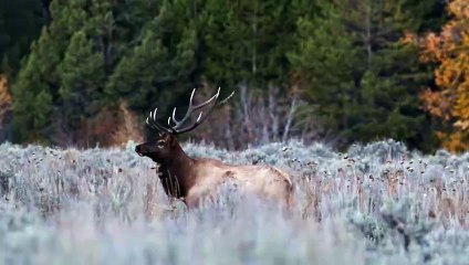 Christmas in Scotland - Teaser