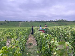 Coup d'envoi des vendanges au Domaine Girardin