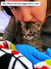 The kitten’s Meows melt my heart