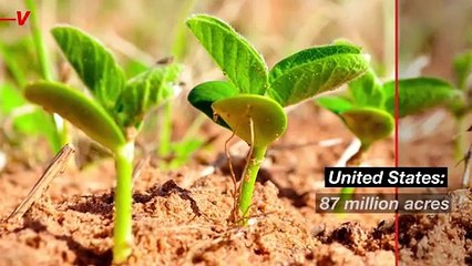 Why Do Some Brazilians Don’t Want to Eat The Soy They Produce So Much Of?