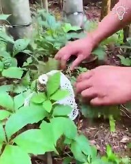 Let's pay attention to mushrooms for a bit!