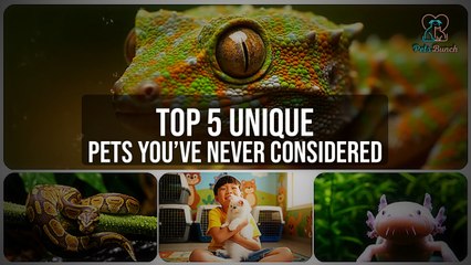 Top 5 Unique Pets You've Never Heard Of