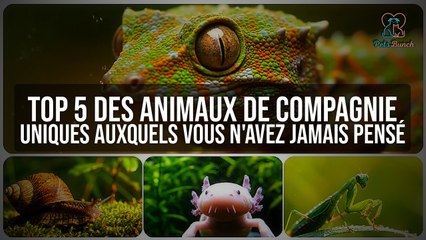 Top 5 des animaux de compagnie uniques auxquels vous n'avez jamais pensé !